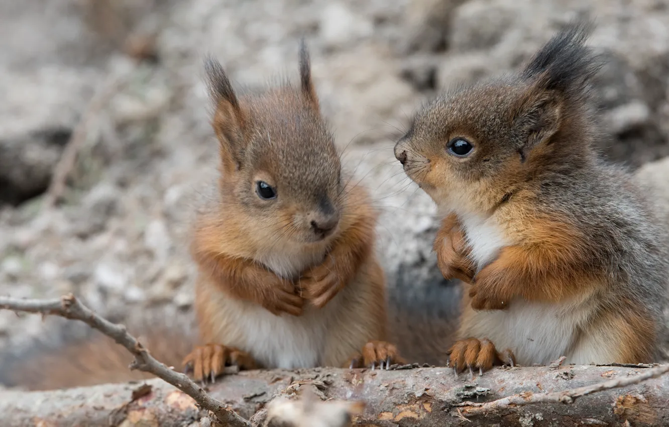 Photo wallpaper cub, a couple, proteins, squirrel