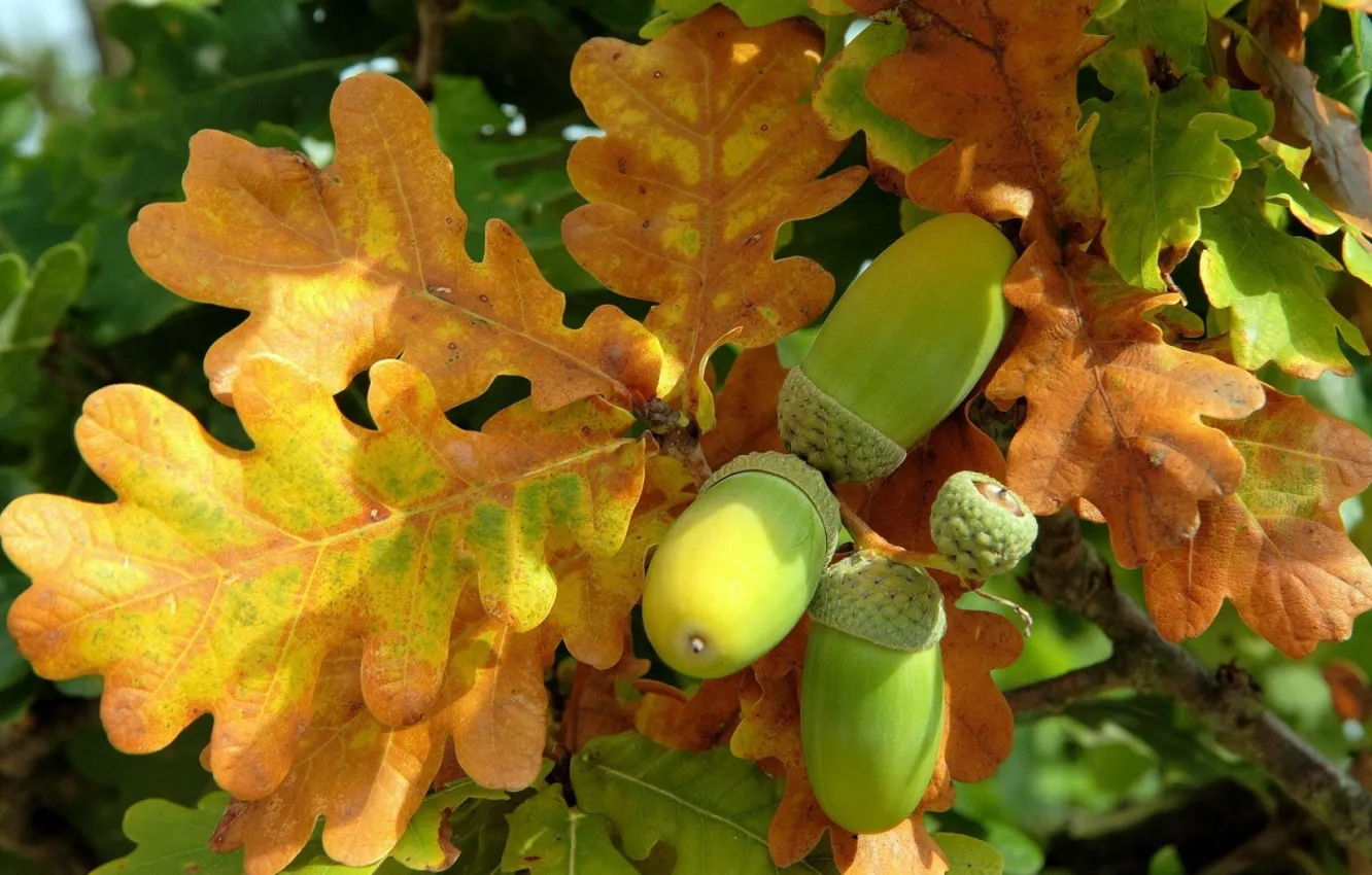 Photo wallpaper autumn, mood, oak, acorn
