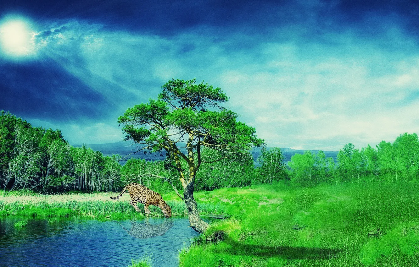 Photo wallpaper greens, the sky, grass, trees, landscape, clouds, predator, Jaguar