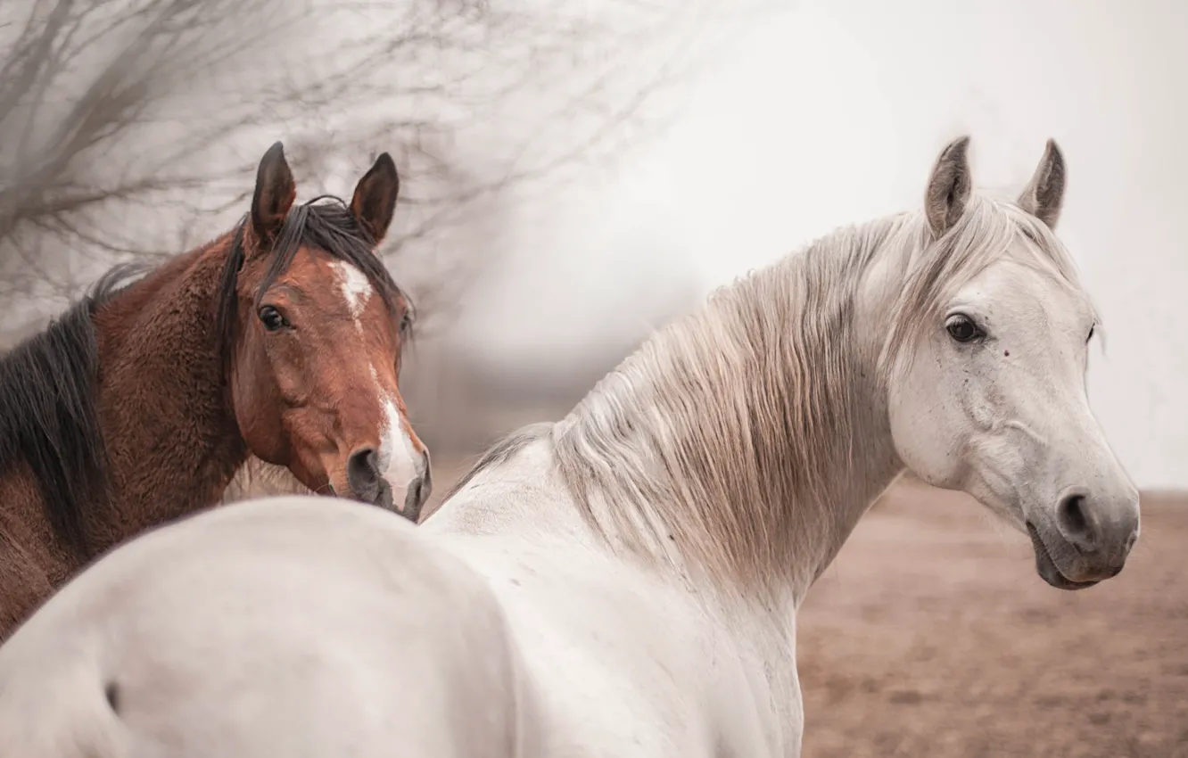 Photo wallpaper nature, background, horse