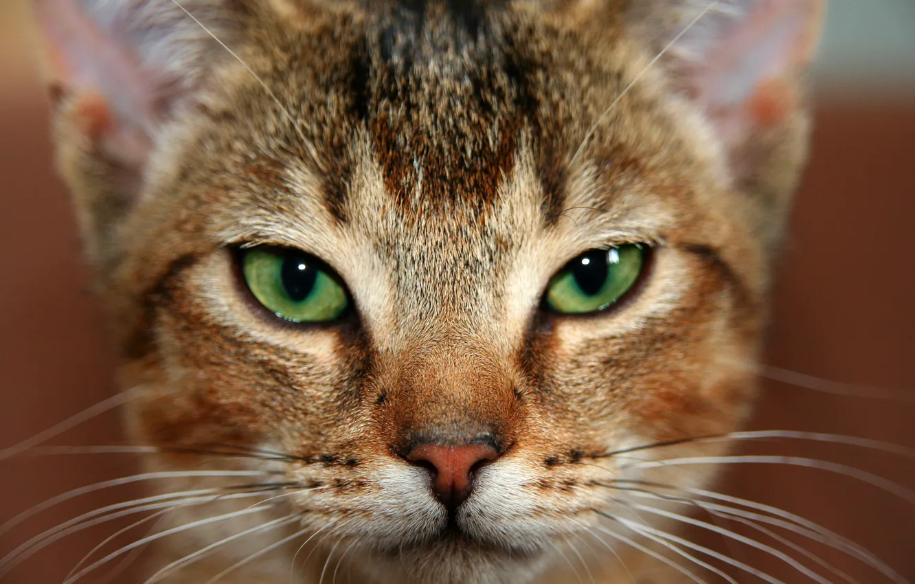 Photo wallpaper cat, eyes, cat, look, face, close-up, background, portrait