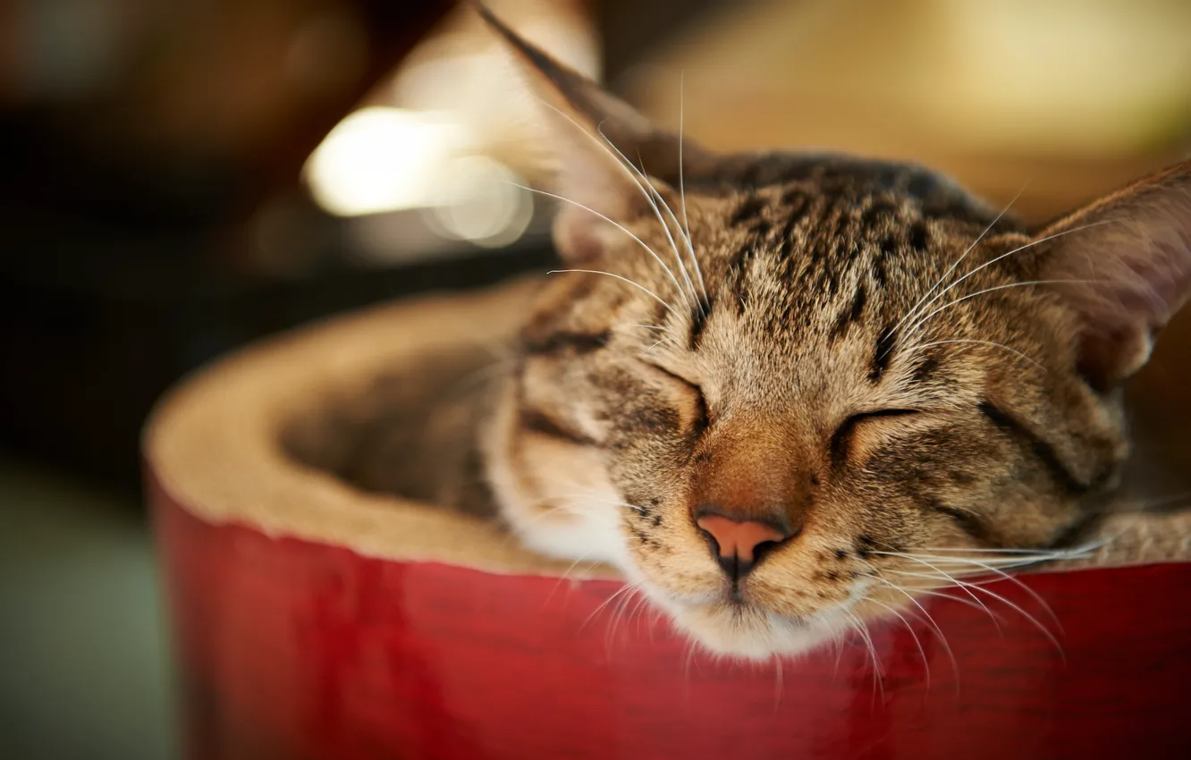 Photo wallpaper cat, cat, face, sleeping, striped