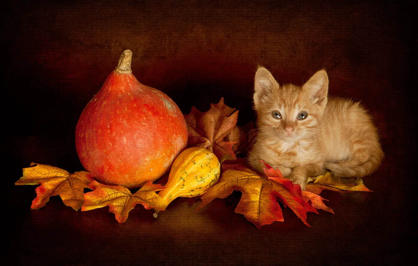 Photo wallpaper autumn, cat, look, leaves, pose, the dark background, kitty, harvest