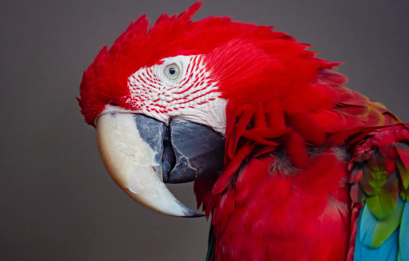 Photo wallpaper close-up, bird, beak, parrot, grey background, bright plumage