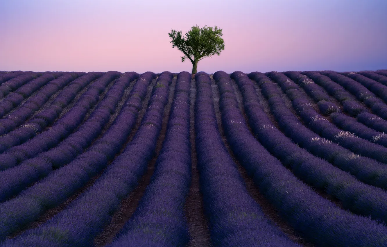 Photo wallpaper flowers, tree, the evening, twilight, the bushes, the ranks, lavender, alone