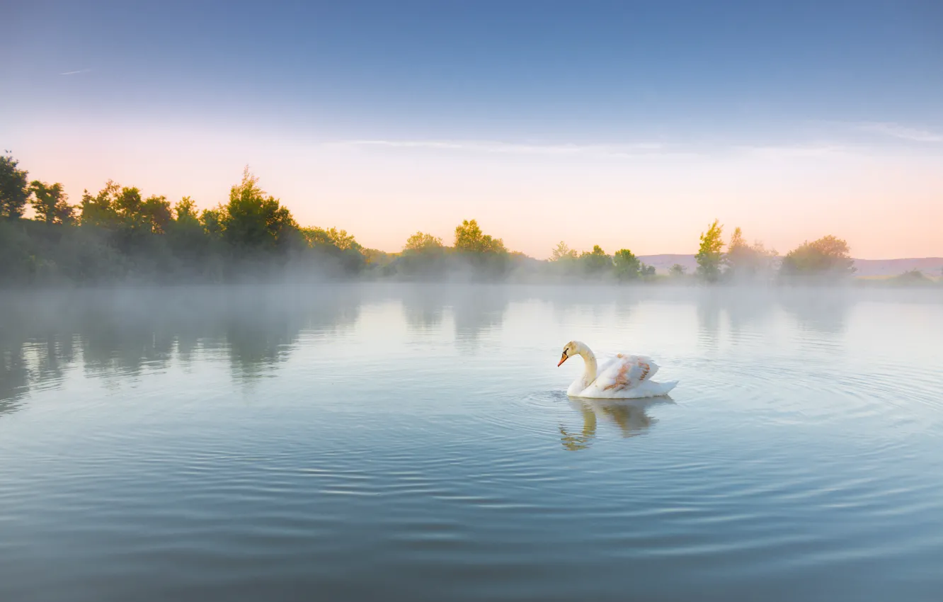 Photo wallpaper white, fog, reflection, bird, shore, morning, Swan, pond