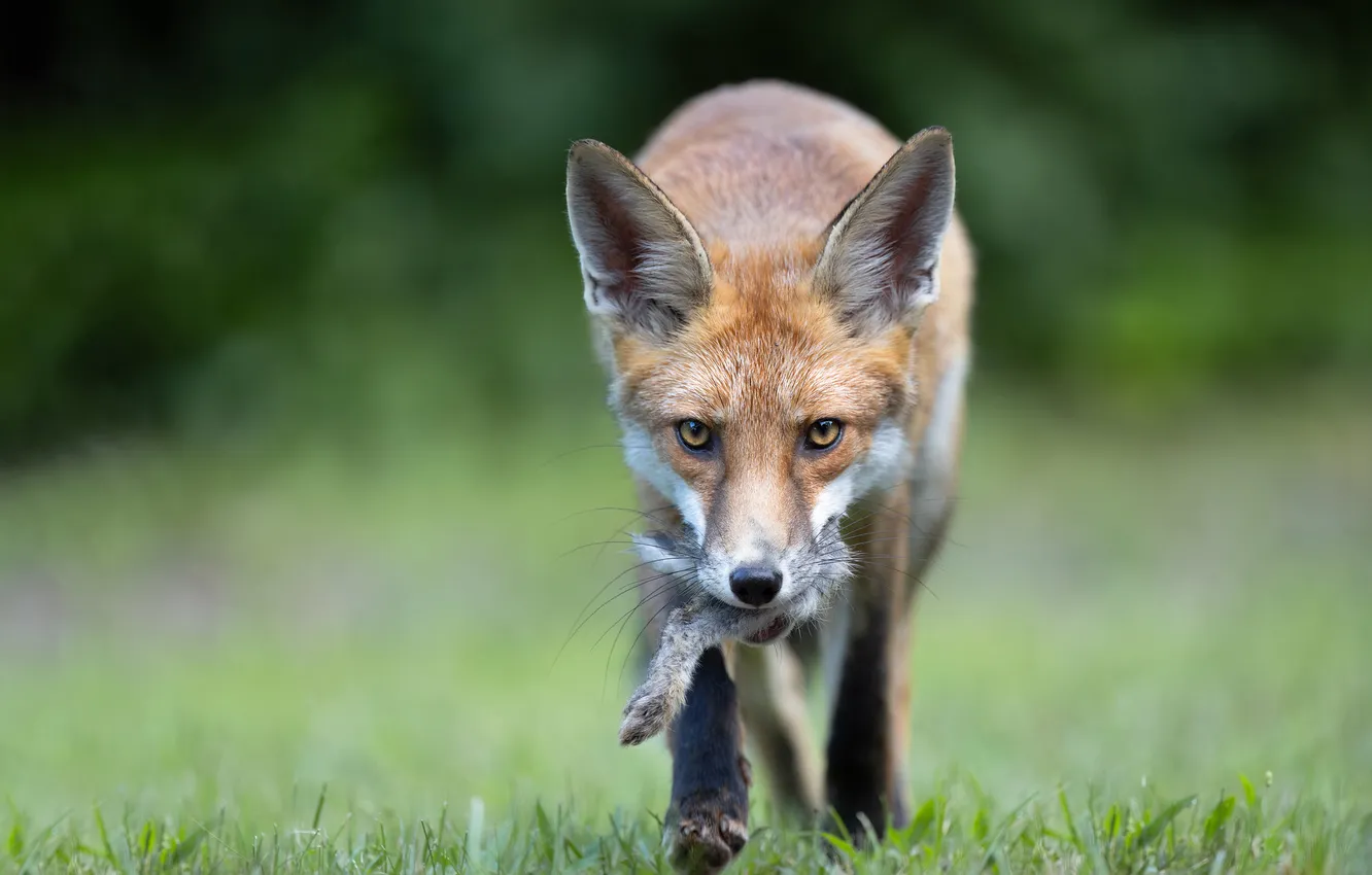 Photo wallpaper look, face, Fox, sneaks, mining, predator