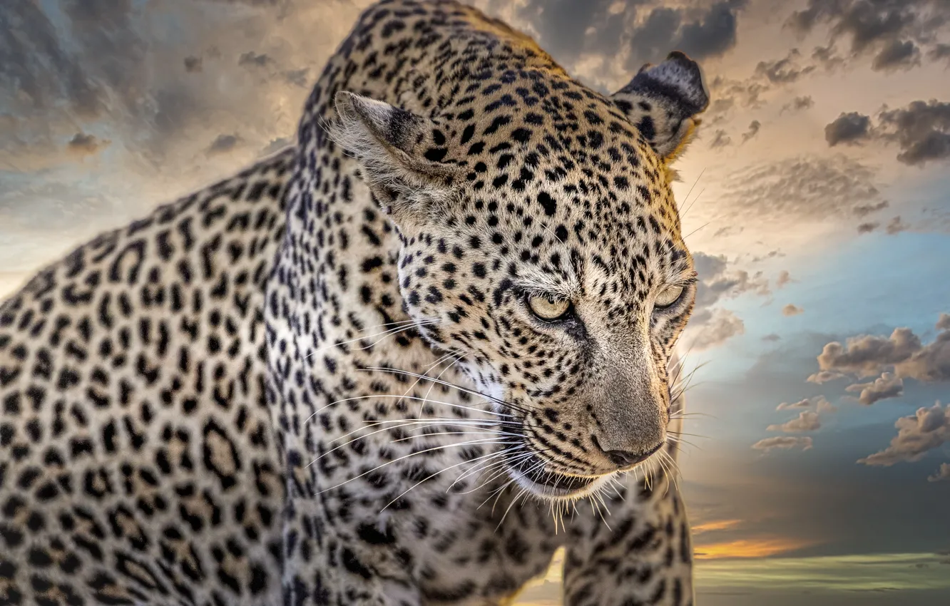Photo wallpaper face, background, portrait, predator, leopard, coloring
