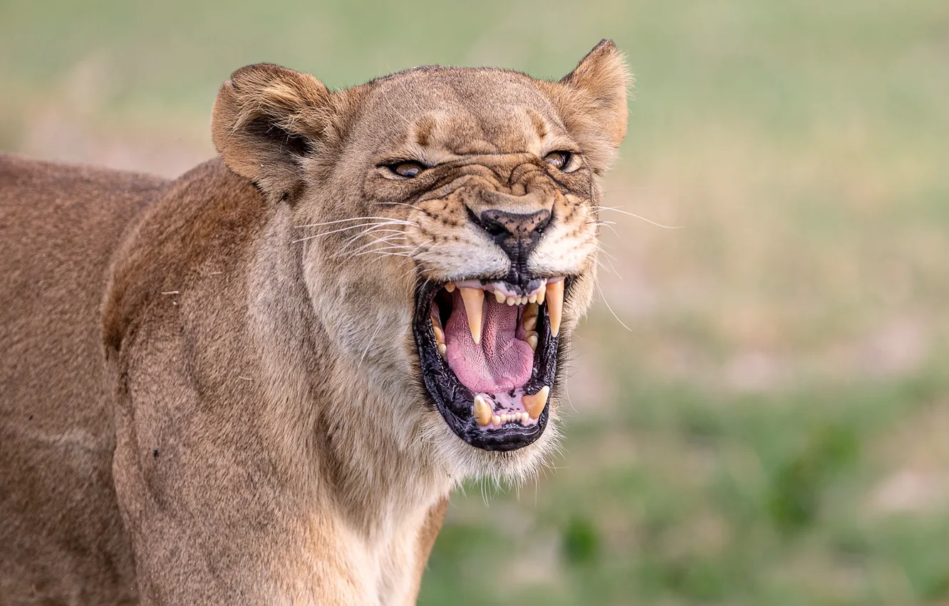 Photo wallpaper face, mouth, lioness