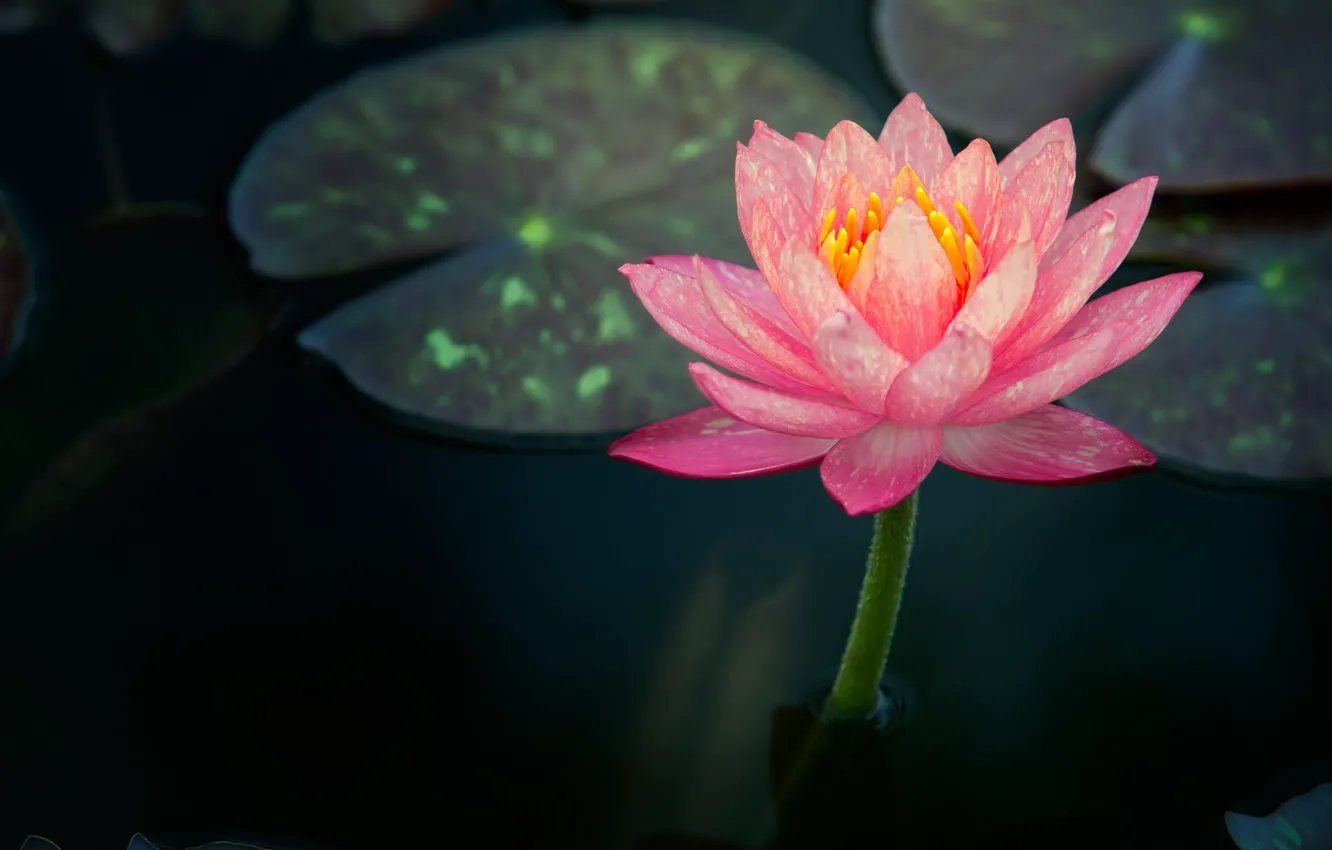 Photo wallpaper water, pink, Nymphaeum, water Lily