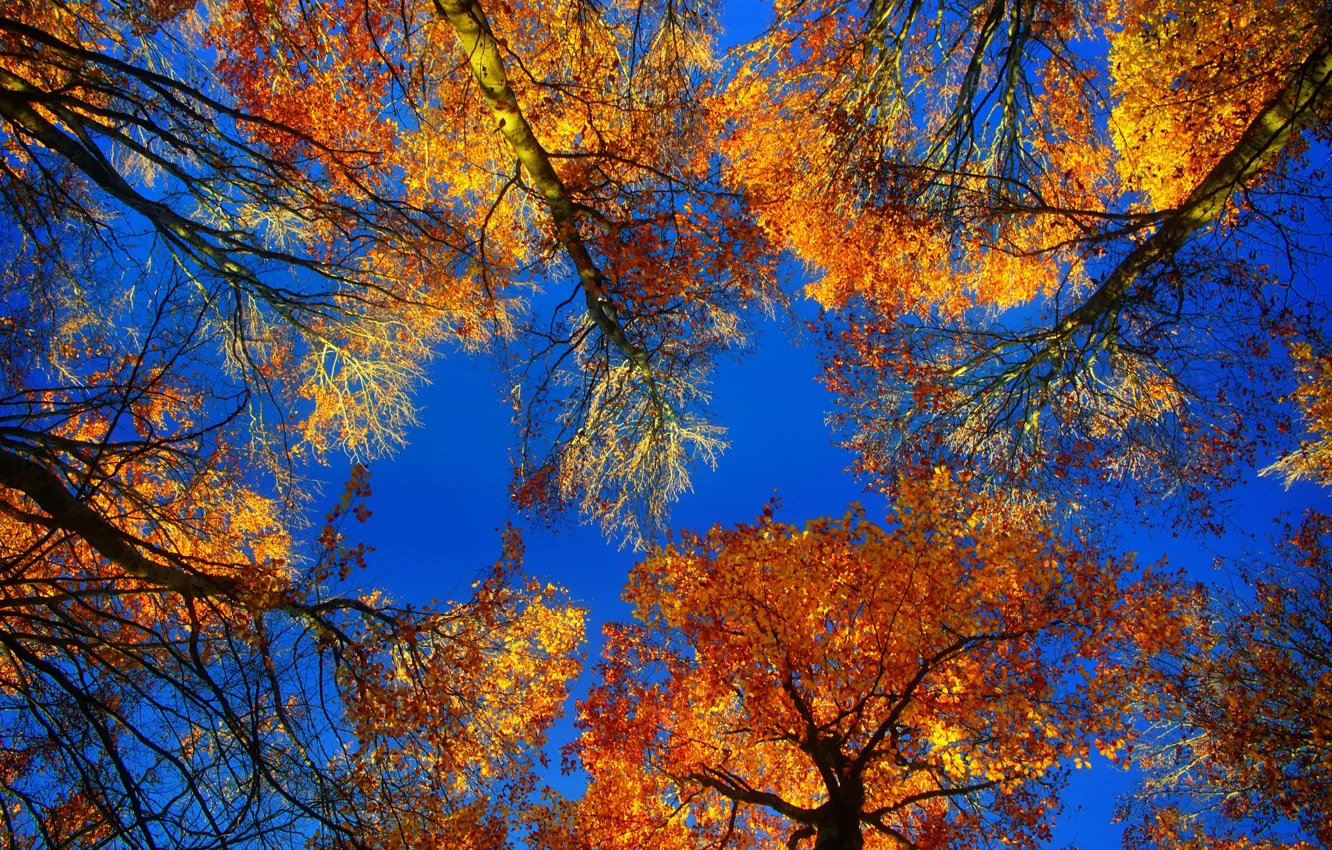 Photo wallpaper autumn, leaves, trees, crown, the crimson