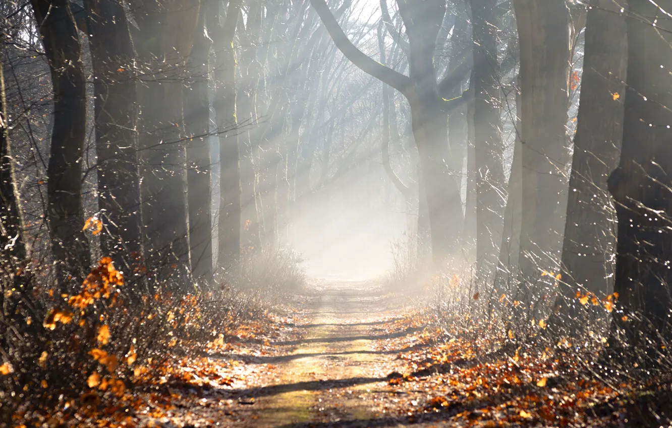 Photo wallpaper road, autumn, light, trees, branches, fog, Park, strip