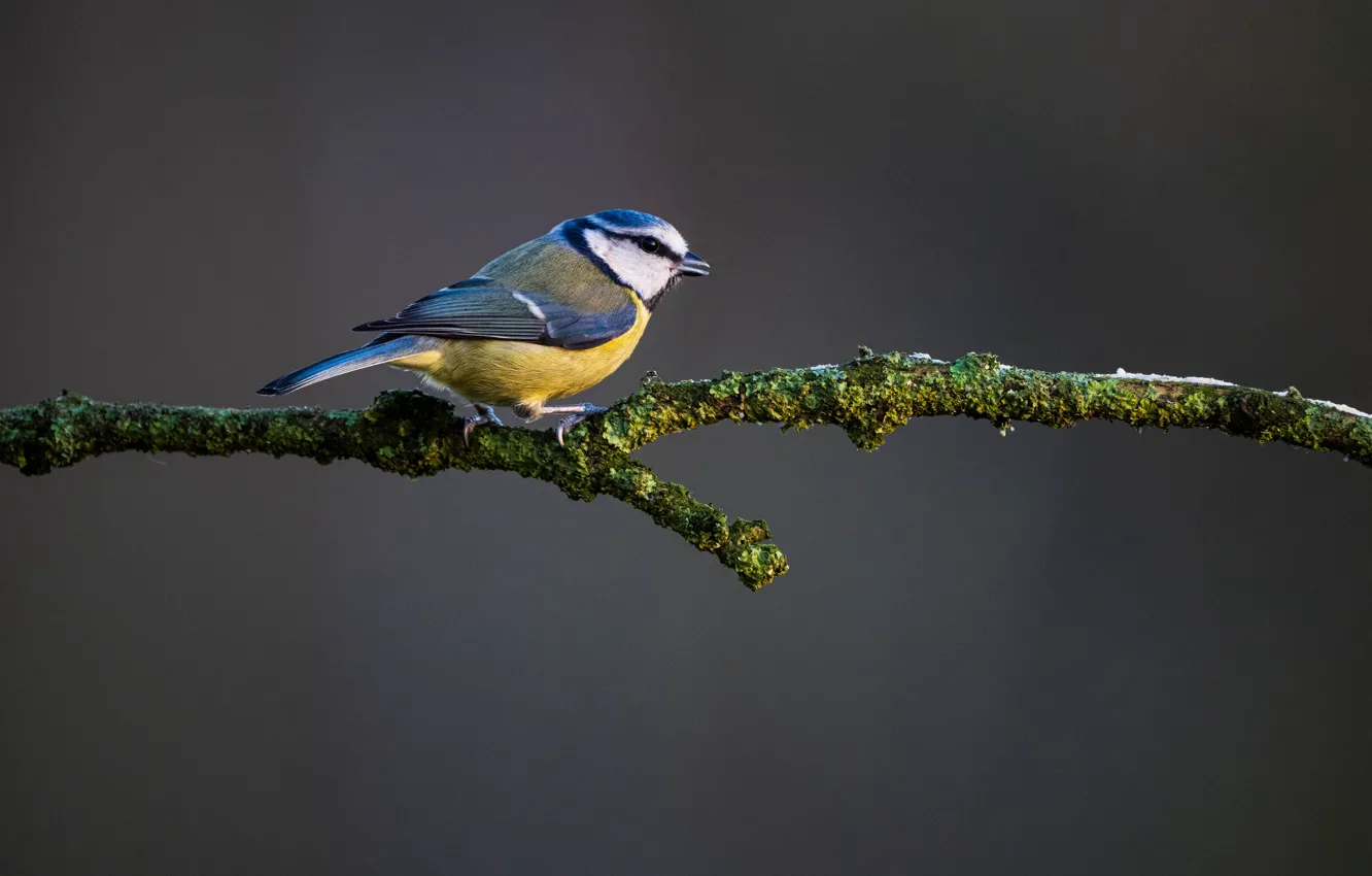 Photo wallpaper branches, background, bird, tit