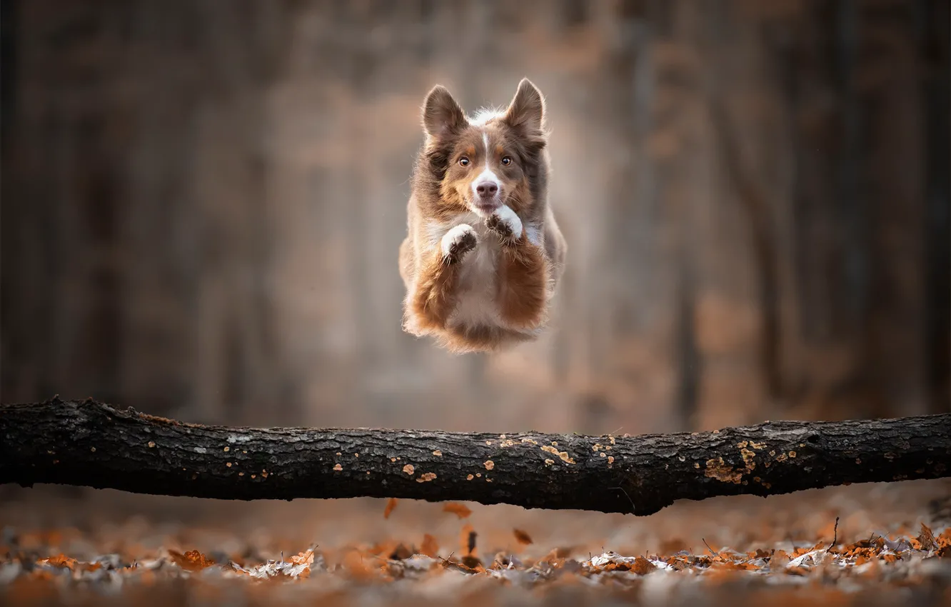 Photo wallpaper autumn, jump, dog, log, bokeh, doggie, The border collie