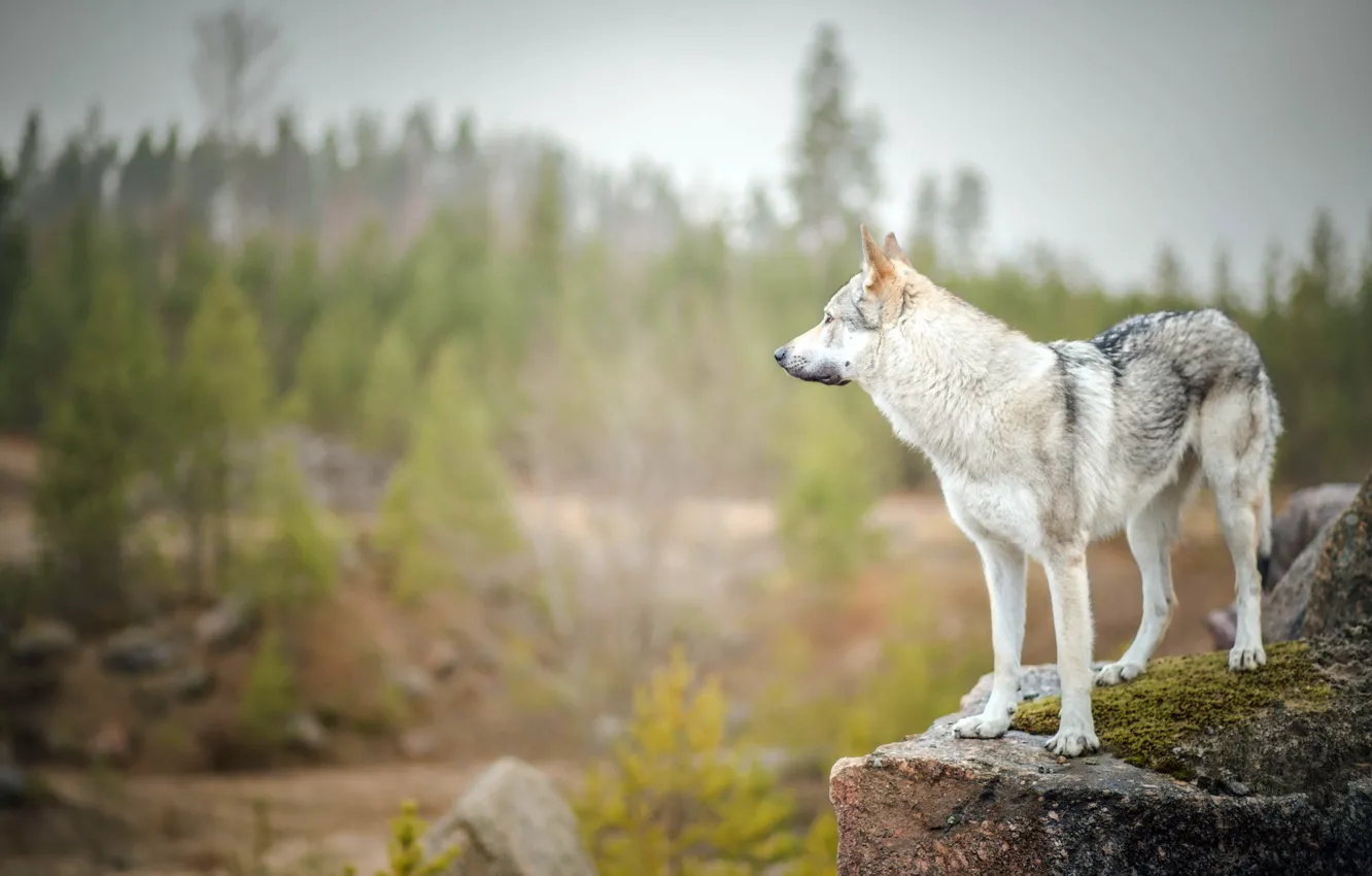 Photo wallpaper look, each, dog