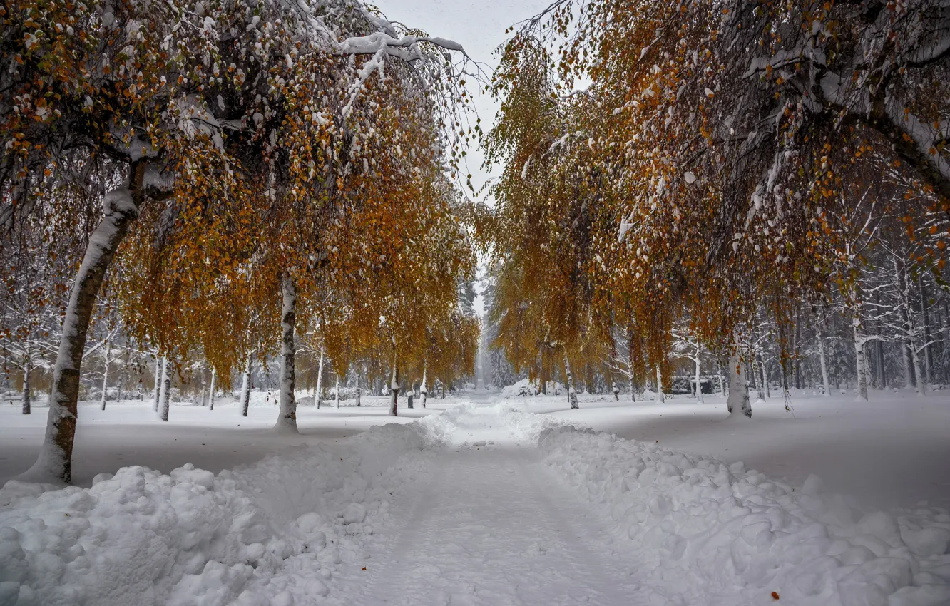 Photo wallpaper winter, snow, trees