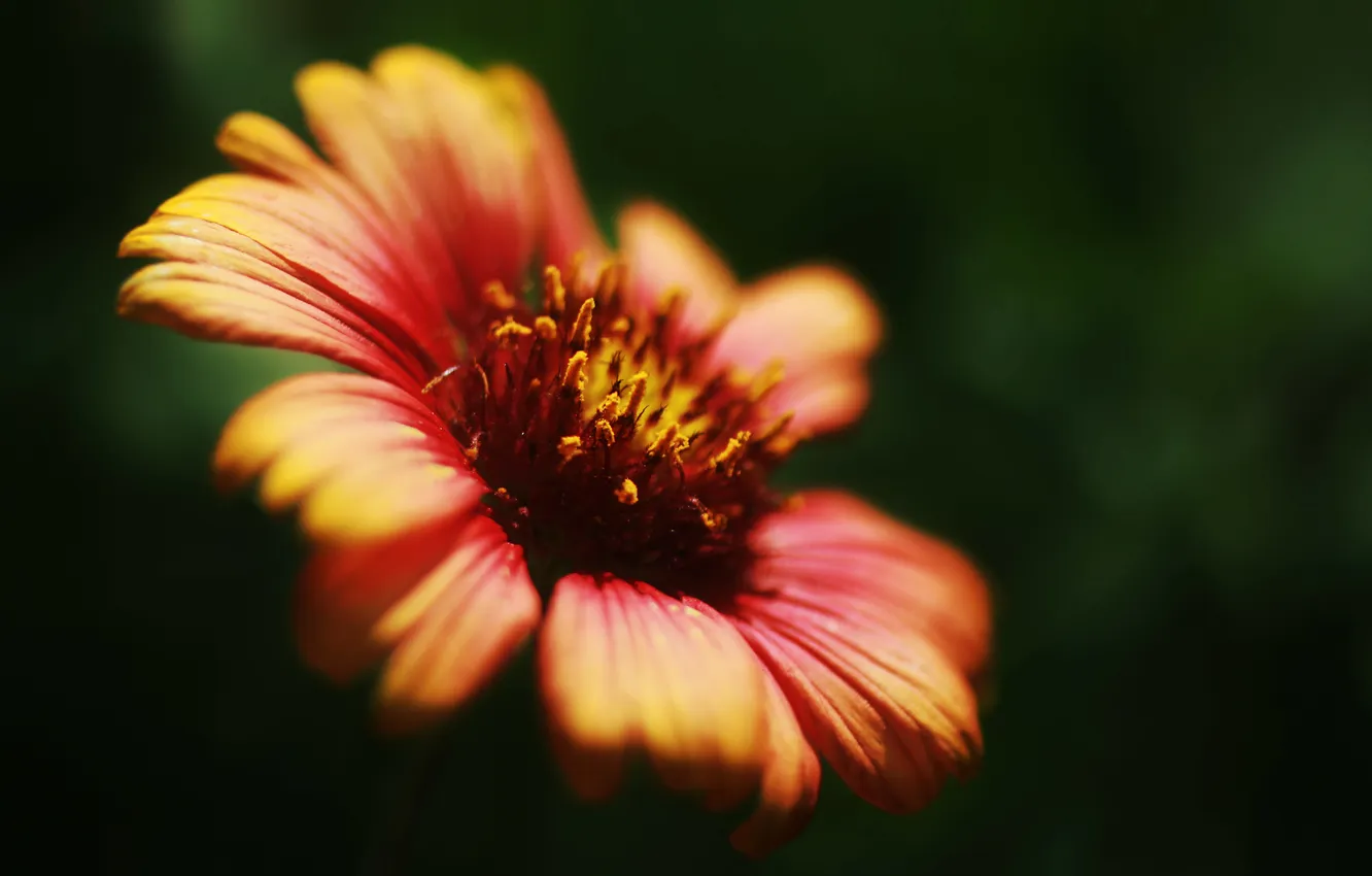 Photo wallpaper macro, flowers, background