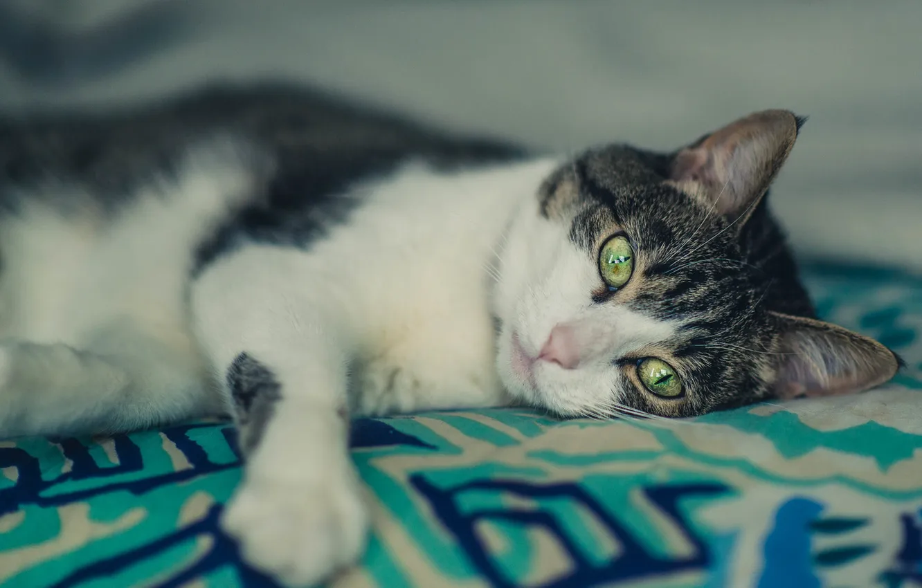 Photo wallpaper cat, eyes, cat, wool, lies