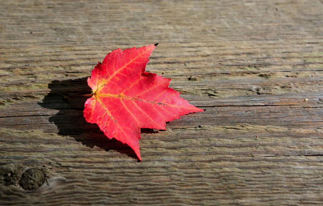 Photo wallpaper leaves, macro, background, Wallpaper, leaf, wallpaper, form, leaf