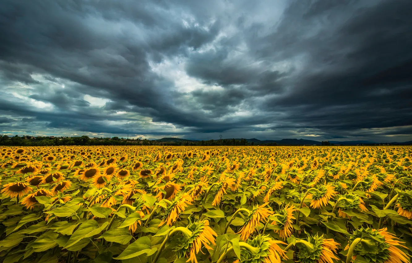 Photo wallpaper field, the sky, sunflowers, clouds
