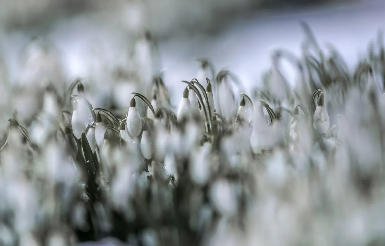 Photo wallpaper flowers, nature, Snowy Snowdrops