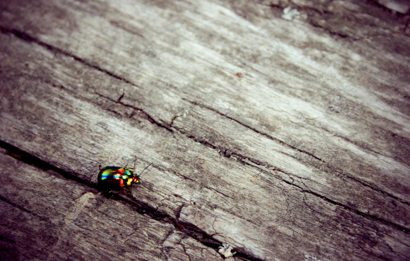 Photo wallpaper trees, fireflies, grey, color