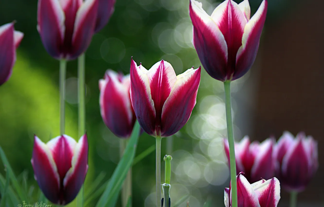 Photo wallpaper purple, focus, tulips, bokeh, hem