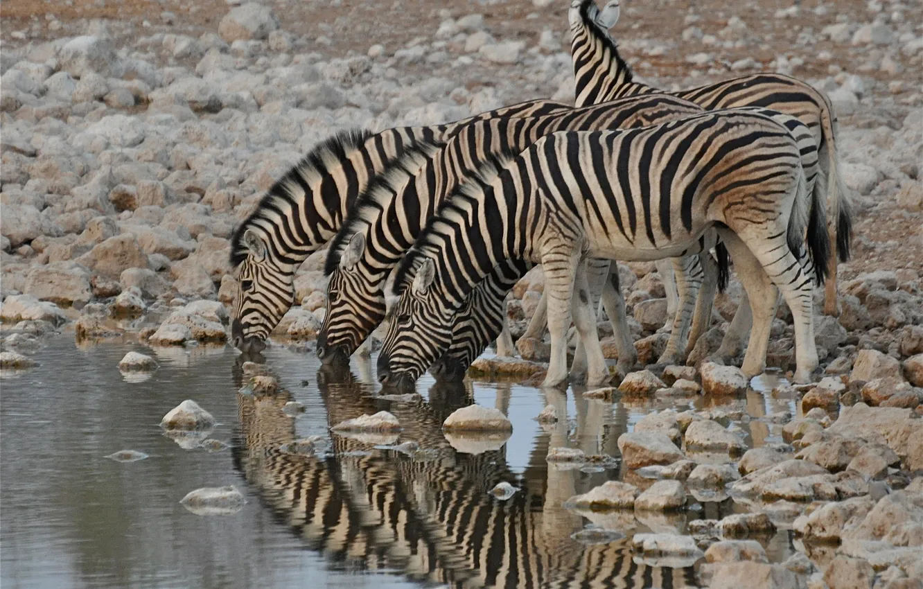 Photo wallpaper nature, Zebra, Africa, drink