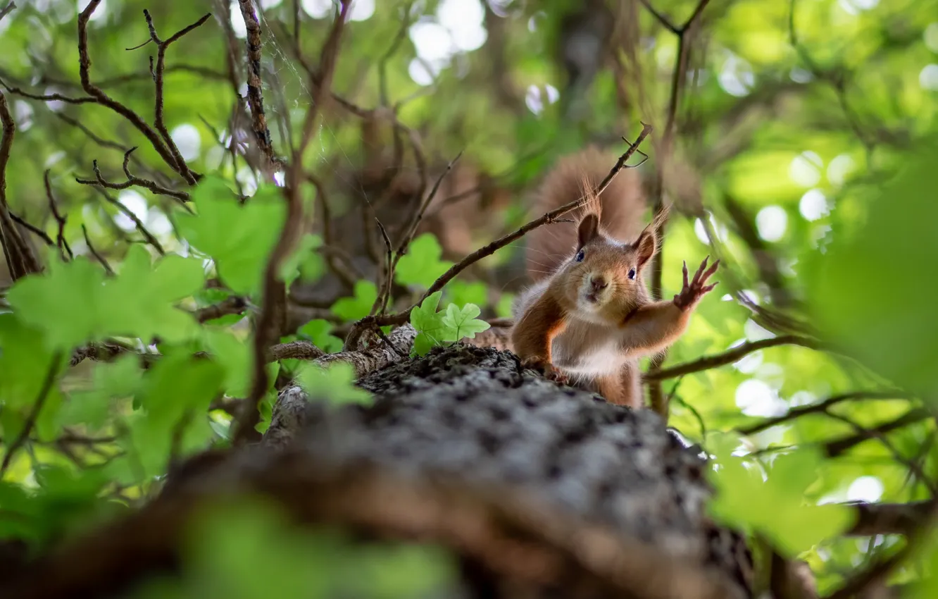 Photo wallpaper legs, protein, gesture