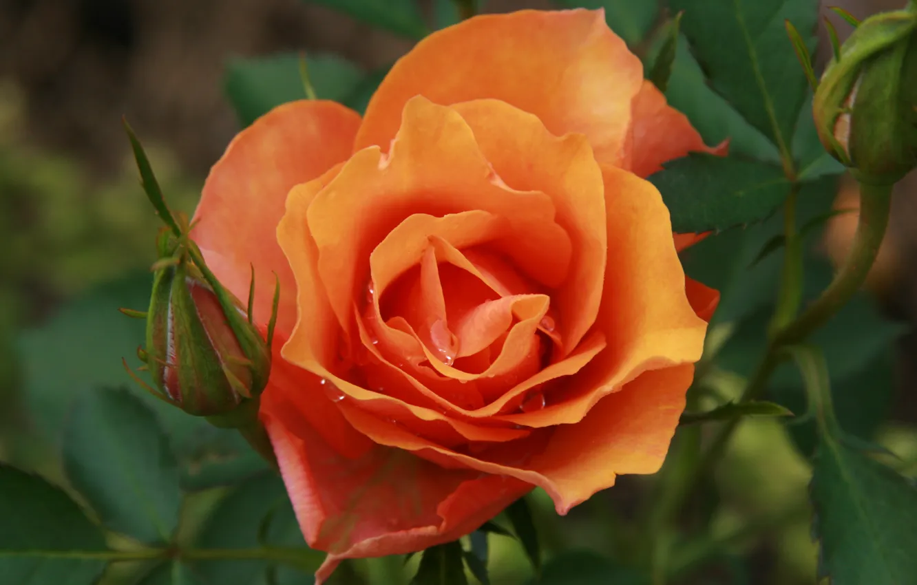 Photo wallpaper flowers, nature, plant, roses, garden