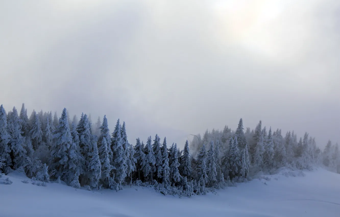 Photo wallpaper winter, snow, trees, fog