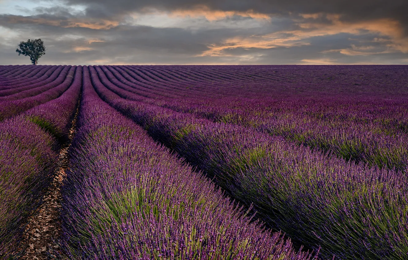 Photo wallpaper trees, lavender, lavender field