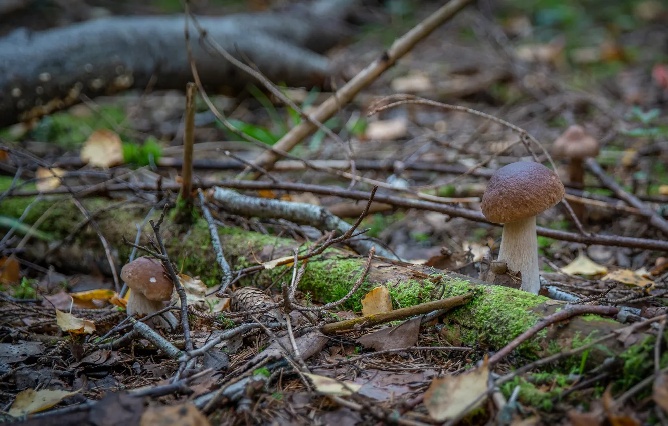 Photo wallpaper autumn, forest, nature, mushrooms