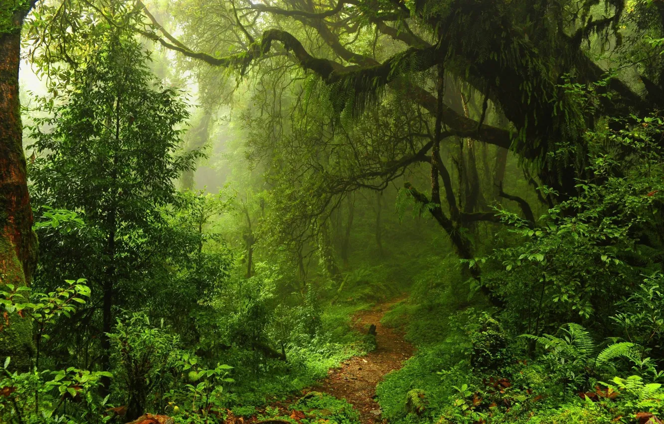 Photo wallpaper USA, forest, trees, Hawaii, nature, leaves, walkway, path