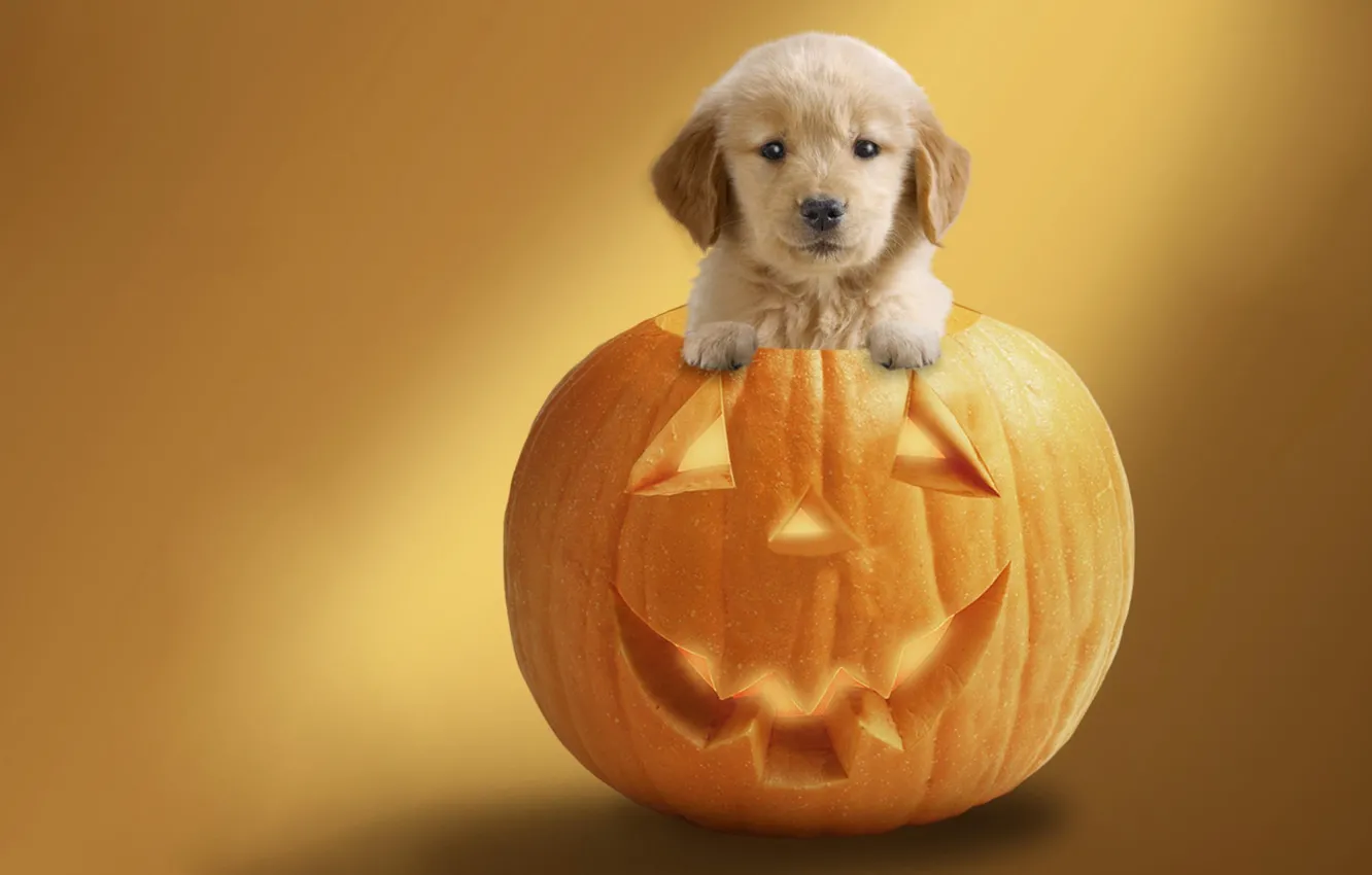 Photo wallpaper background, holiday, dog, pumpkin, Halloween