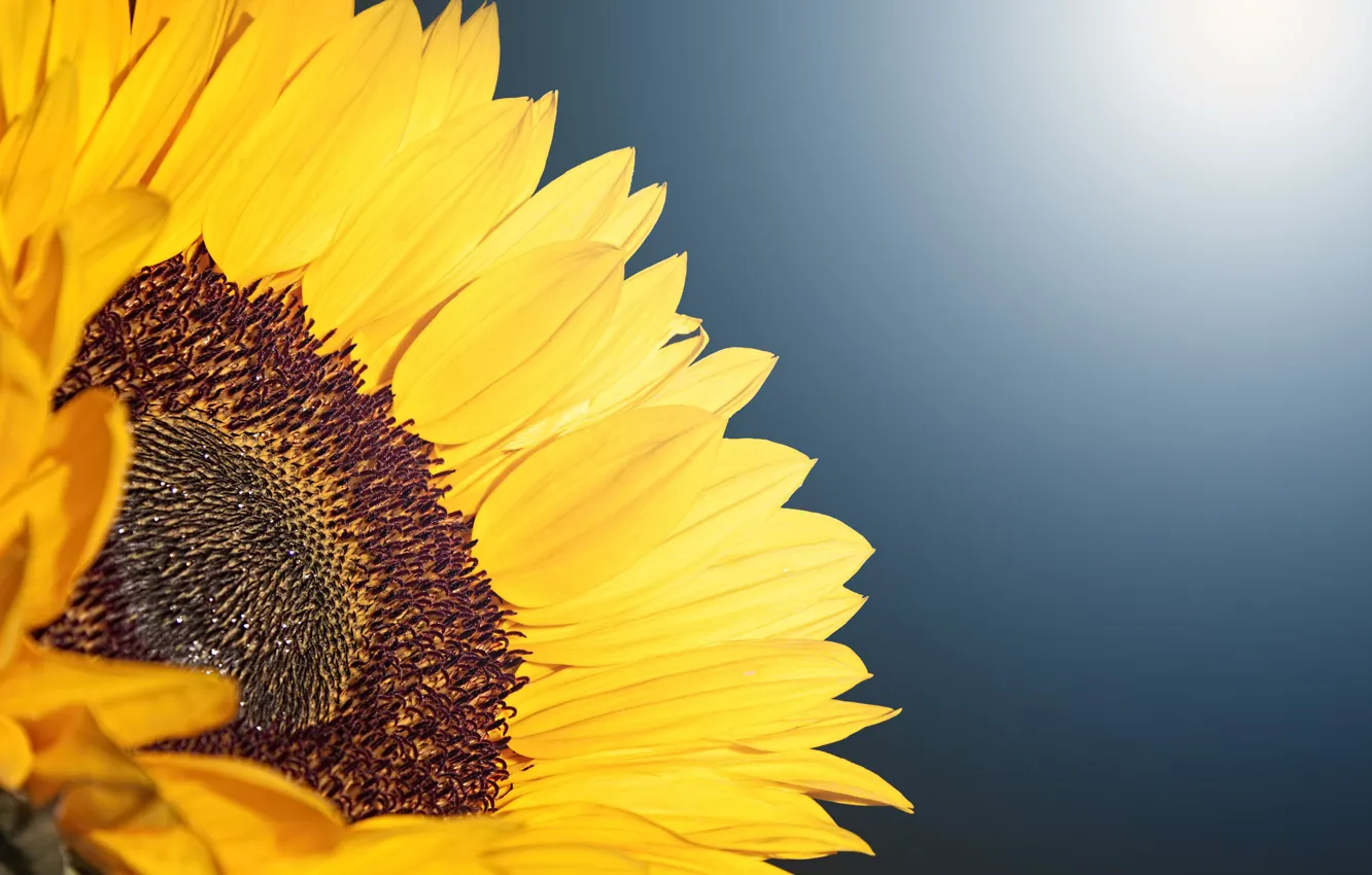 Photo wallpaper yellow, background, sunflower, closeup