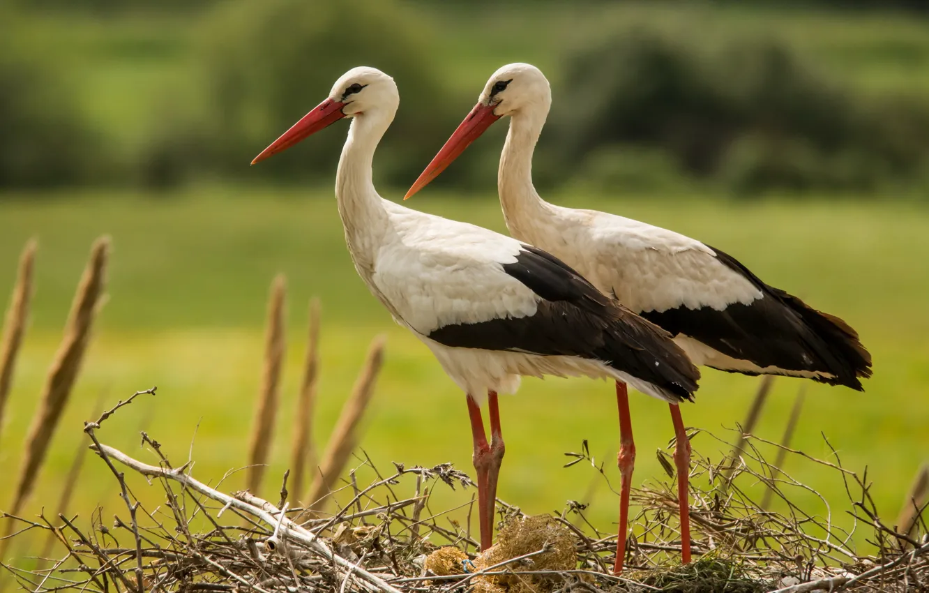 Photo wallpaper nature, bird, stork