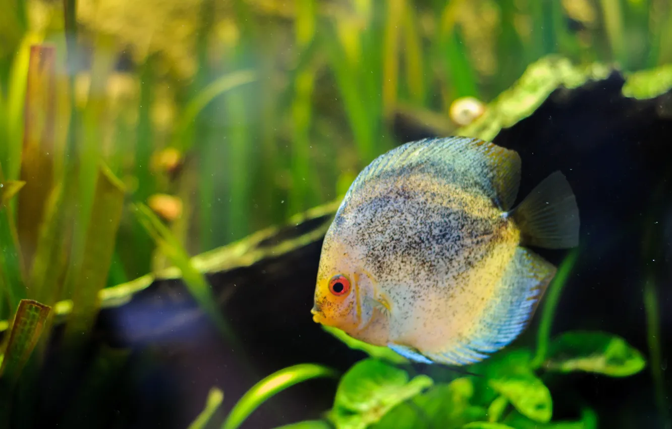 Photo wallpaper greens, grass, eyes, water, background, color, aquarium, fish