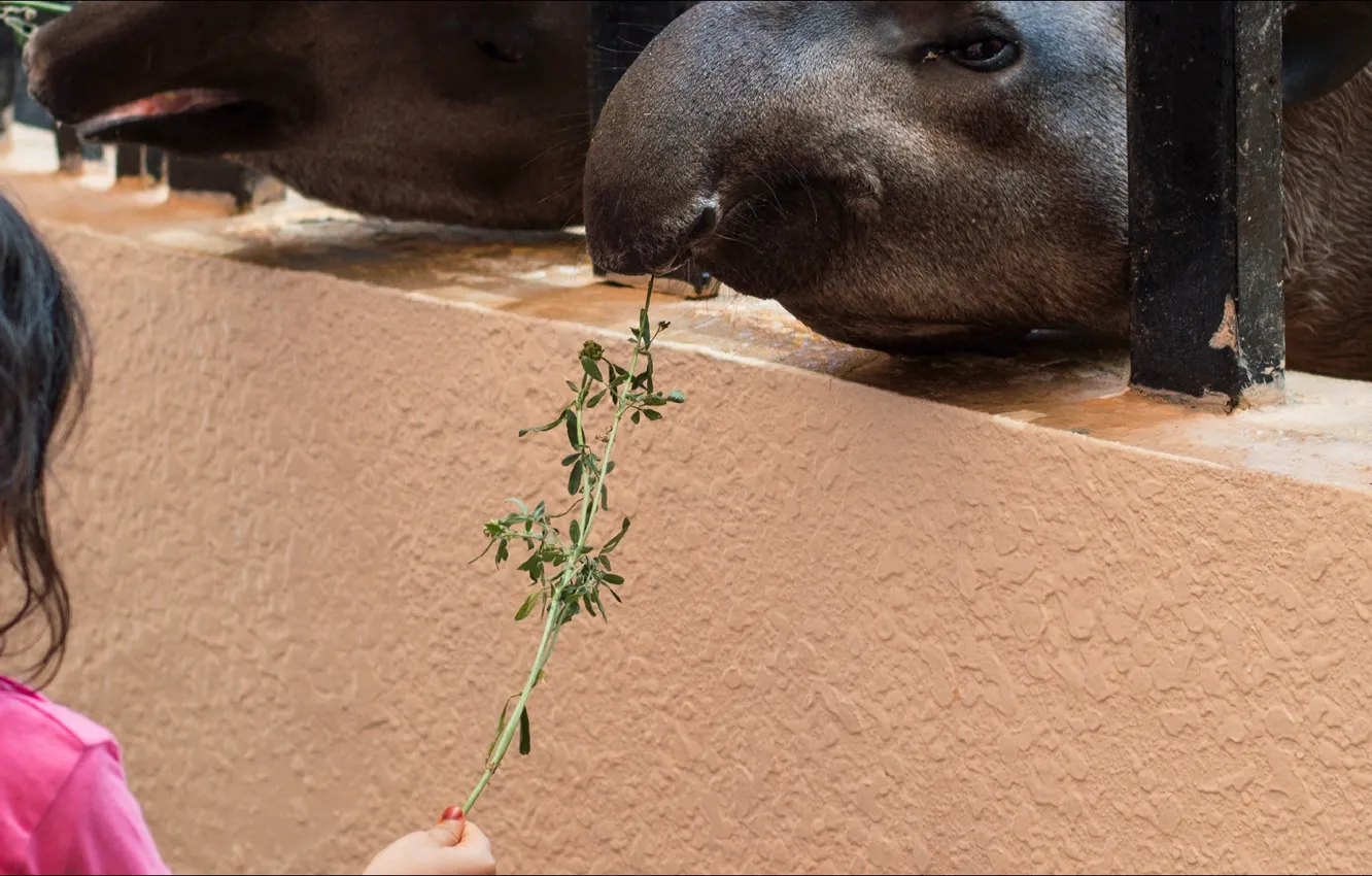 Photo wallpaper animals, situations, kid, Tapir, zoopark