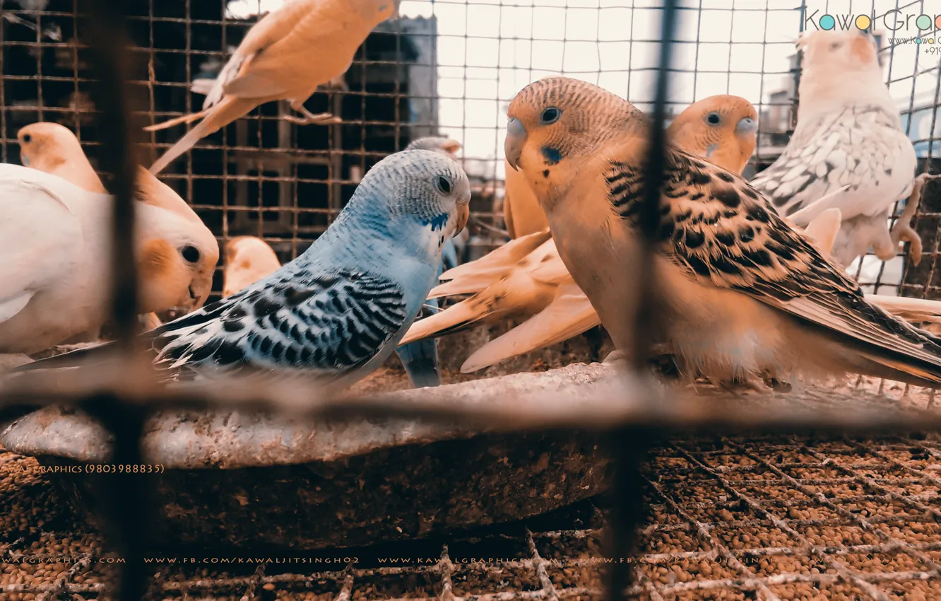 Photo wallpaper wallpaper, photography, animals, nature, photo, birds, full hd, wildlife