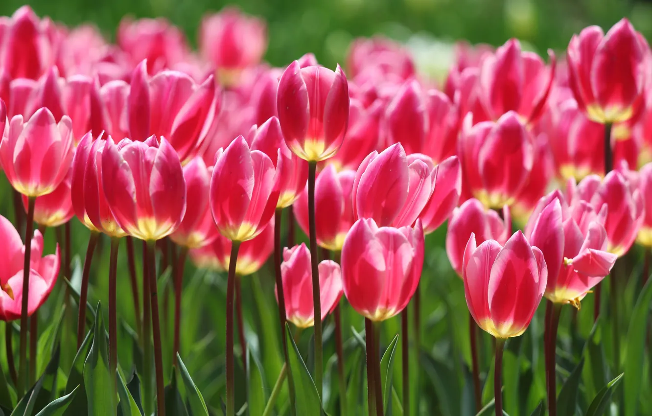 Photo wallpaper bright, tulips, buds