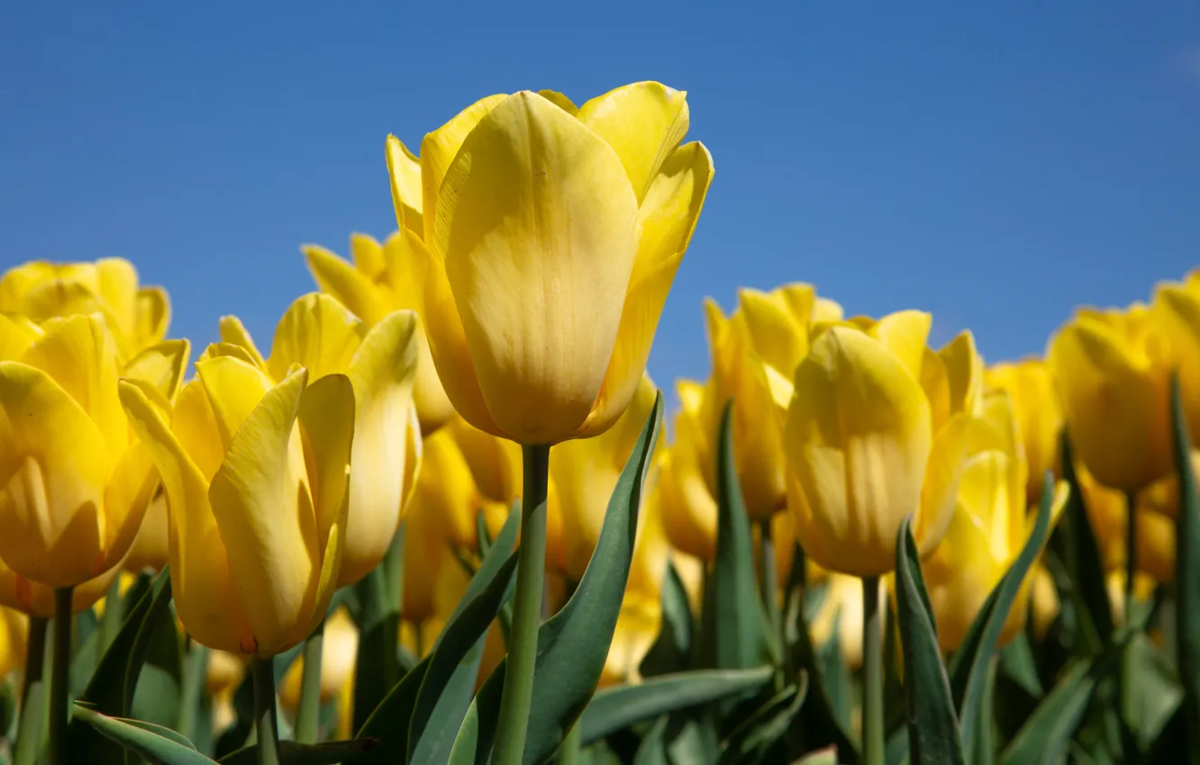 Photo wallpaper tulips, buds, yellow