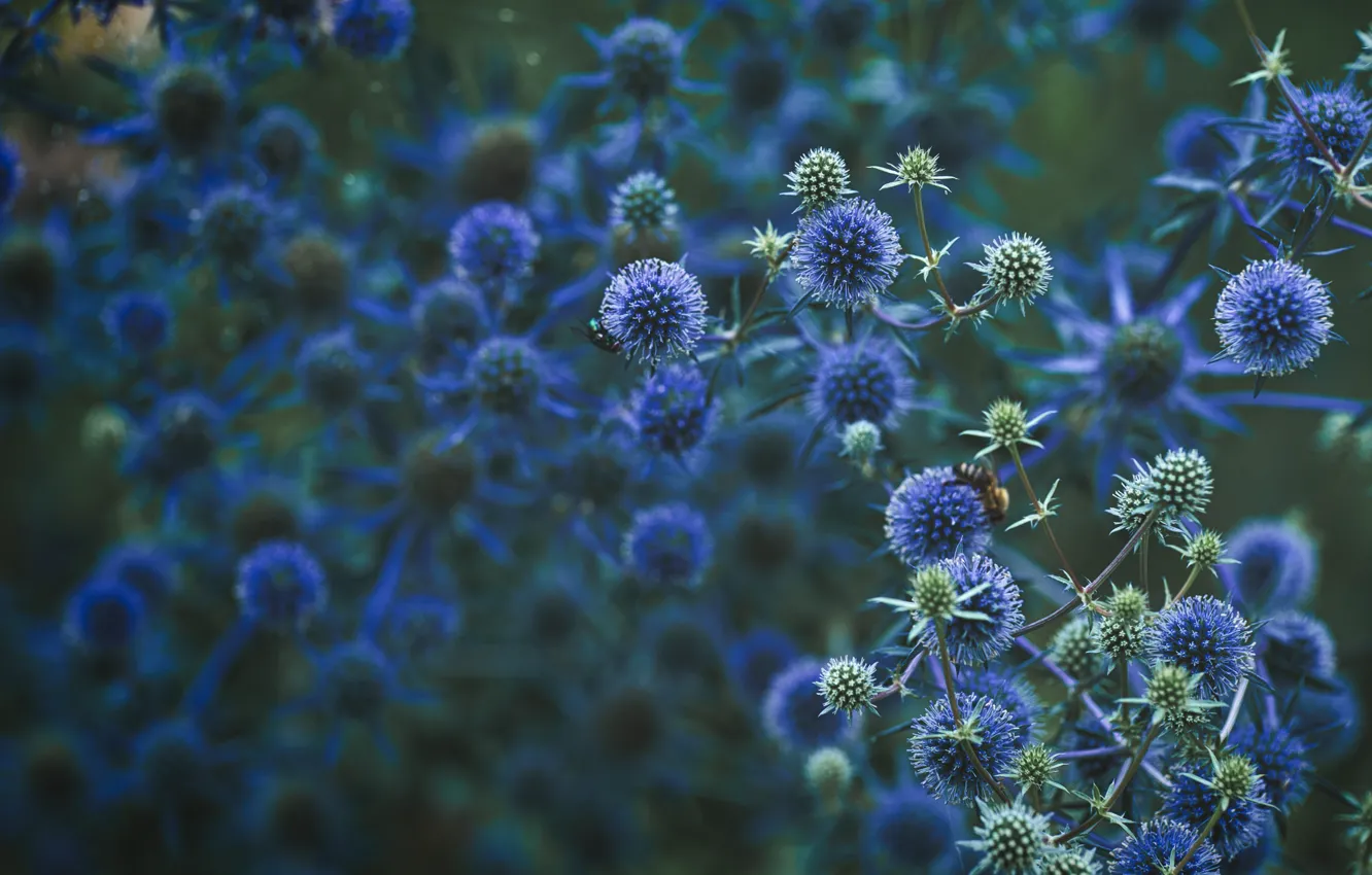 Photo wallpaper flowers, blue, blue, the bushes, bokeh, eryngium, blueheader