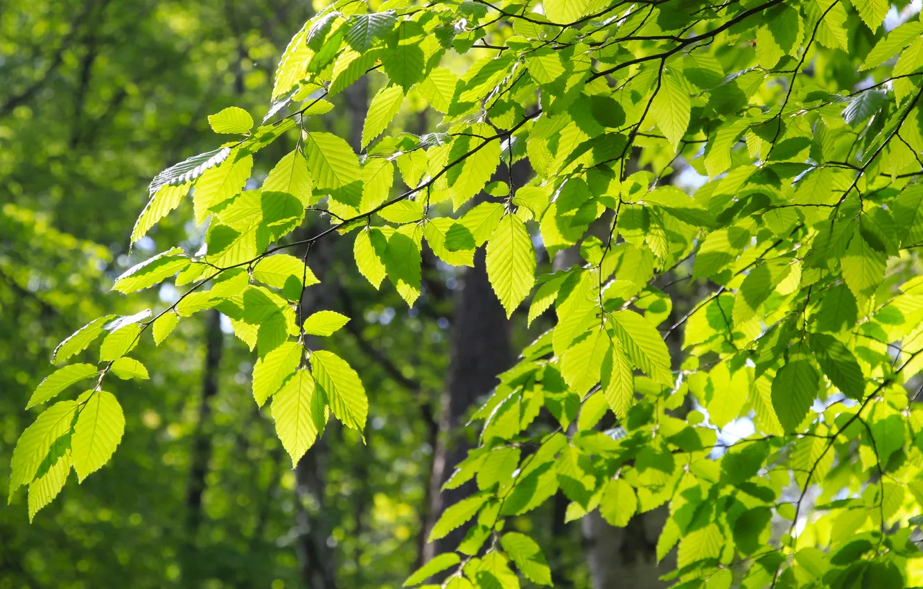 Photo wallpaper green, tree, leafs, spring, twig