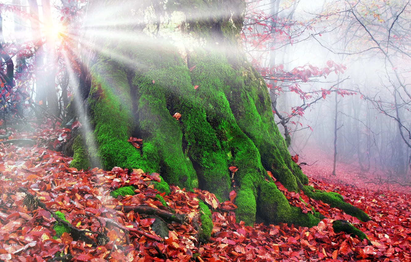 Photo wallpaper autumn, forest, leaves, the sun, rays, trees, fog, moss