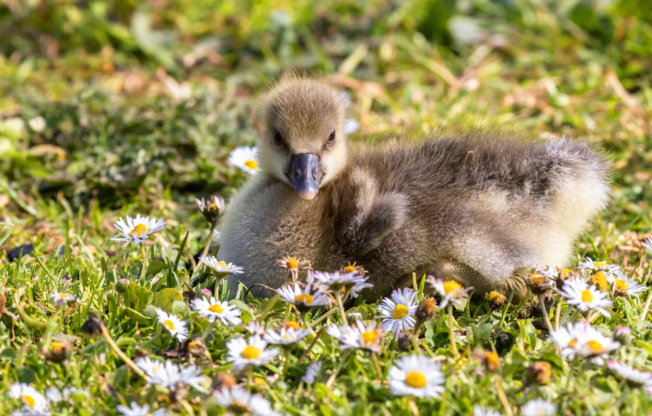 Photo wallpaper flowers, bird, glade, duck, chamomile, spring, baby, lies