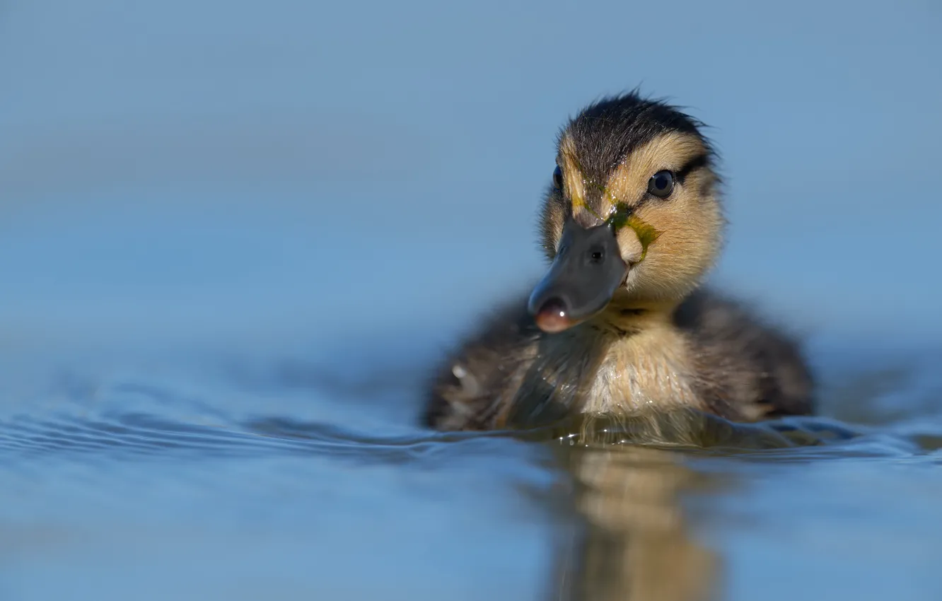 Photo wallpaper Chicks, portrait, look, duck, baby, swimming, blue background, pond