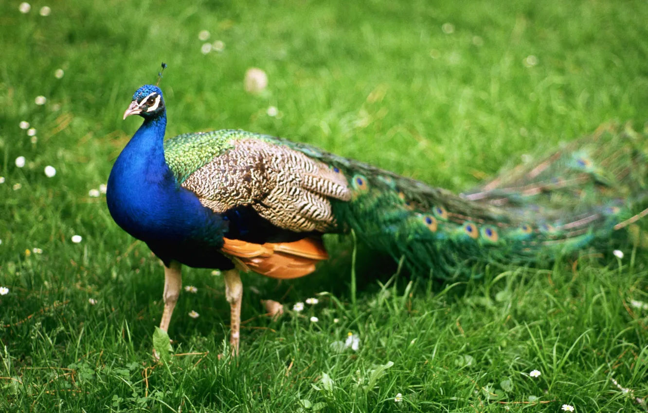 Photo wallpaper animals, birds, stay, feathers, India, peacock, walk, journey