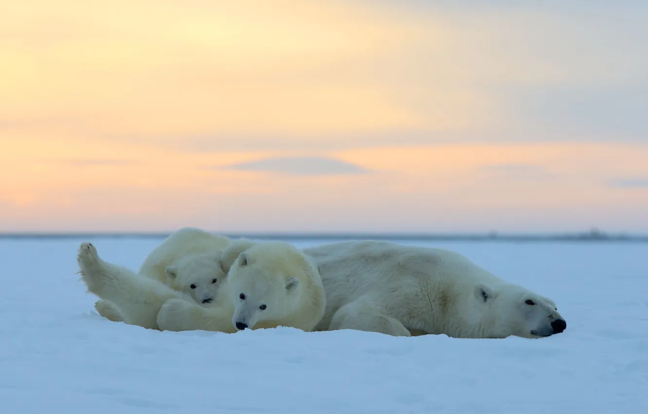 Photo wallpaper sunset, children, stay, Alaska, polar bears, mother, ice desert, The Arctic national reserve