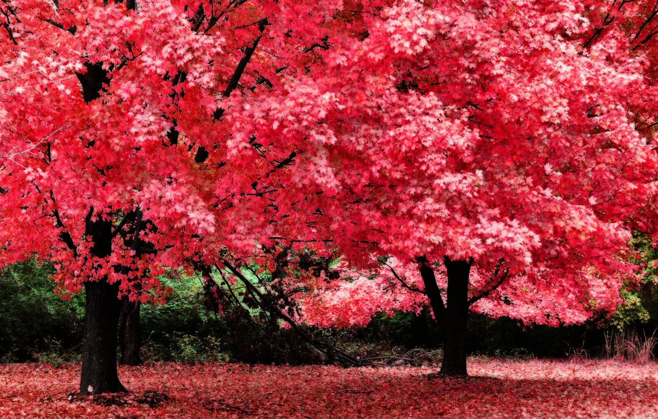 Photo wallpaper leaves, pink, Tree